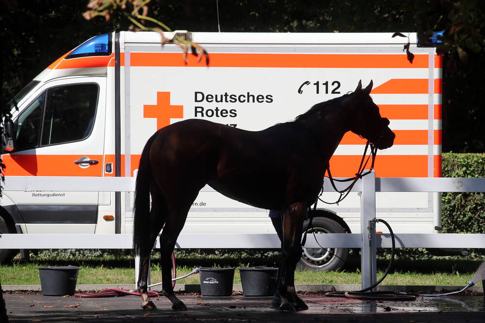 Schwerer Unfall auf der Autobahn  - Pferd muss an Unfallstelle eingeschläfert werden!