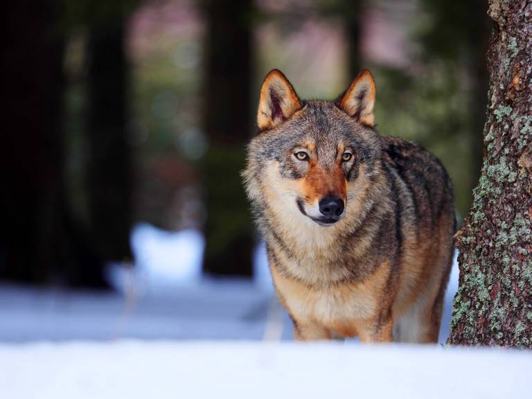 Söder gibt Jagd auf Wölfe frei! Nach nur einem Riss - Bayern prescht mal wieder vor!